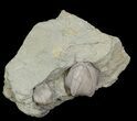 Blastoid (Pentremites) Fossils - Illinois #42828-1